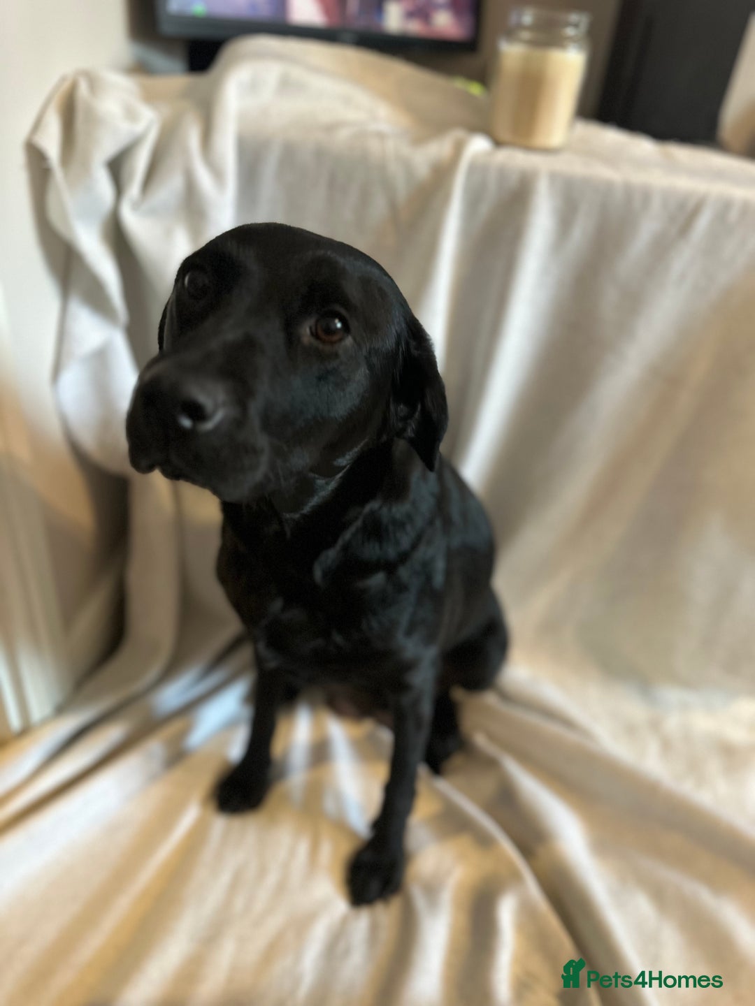 Labrador Retriever dogs for sale: Black Labradors for sale⭐️⭐️⭐️ - Image 8
