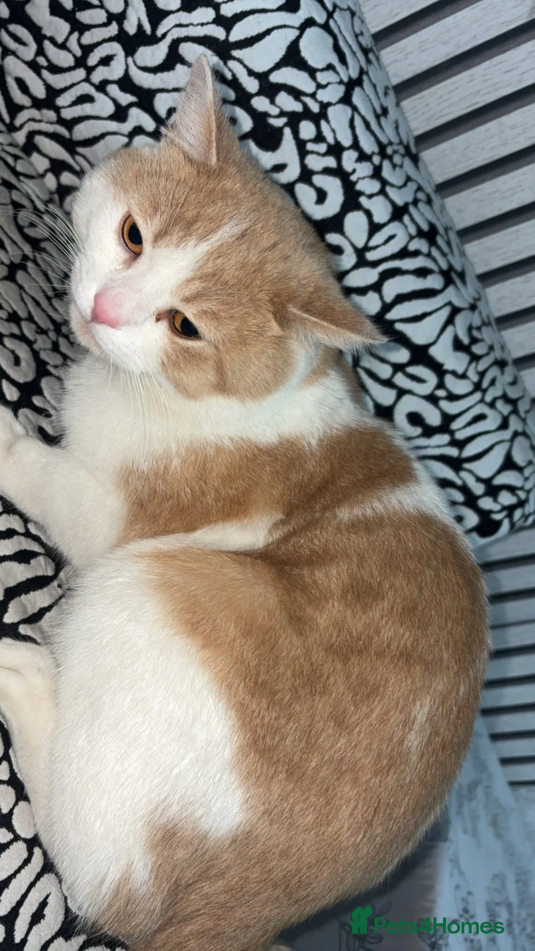 Mixed Breed cats for sale: 4 kittens for sale  in Rotherham - Advert 2
