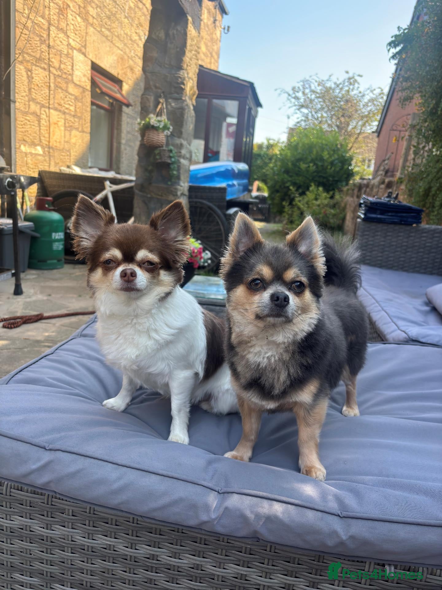 Chorkie dogs Chorkie Pups - Advert 2