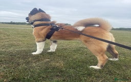 Akita dogs for stud: Akita Stud – Strong, Loyal & Family Raised - Image 8