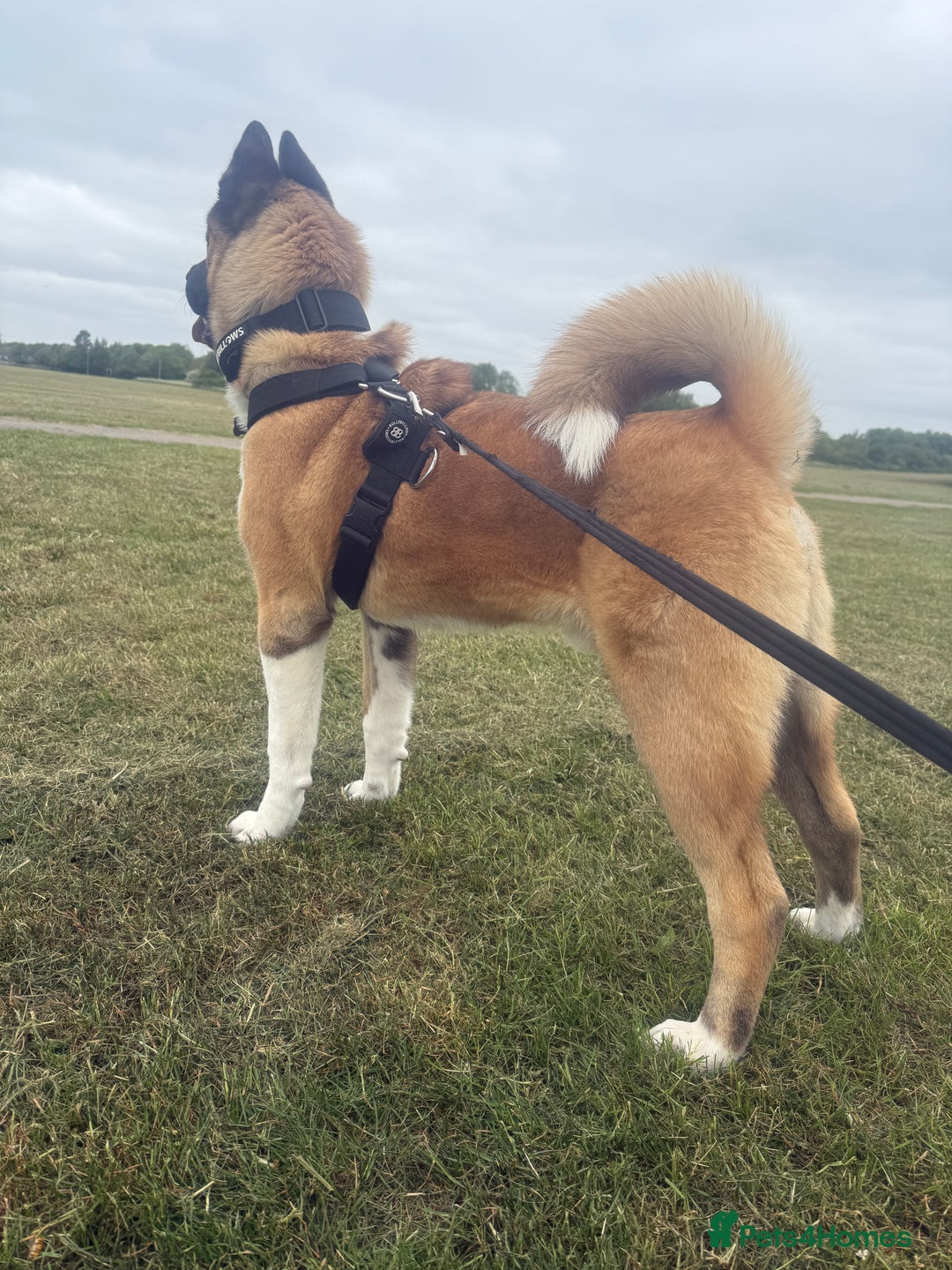 Akita dogs for stud: Akita Stud – Strong, Loyal & Family Raised - Image 8