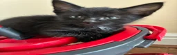 Bengal cats for sale:  Bengal kittens ready for their forever home - Advert 7