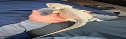 Bearded Dragon reptiles for sale: Hypo zero bearded dragon  - Advert 3