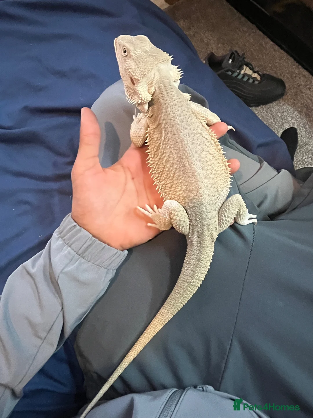 Bearded Dragon reptiles for sale: Hypo zero bearded dragon  - Advert 3