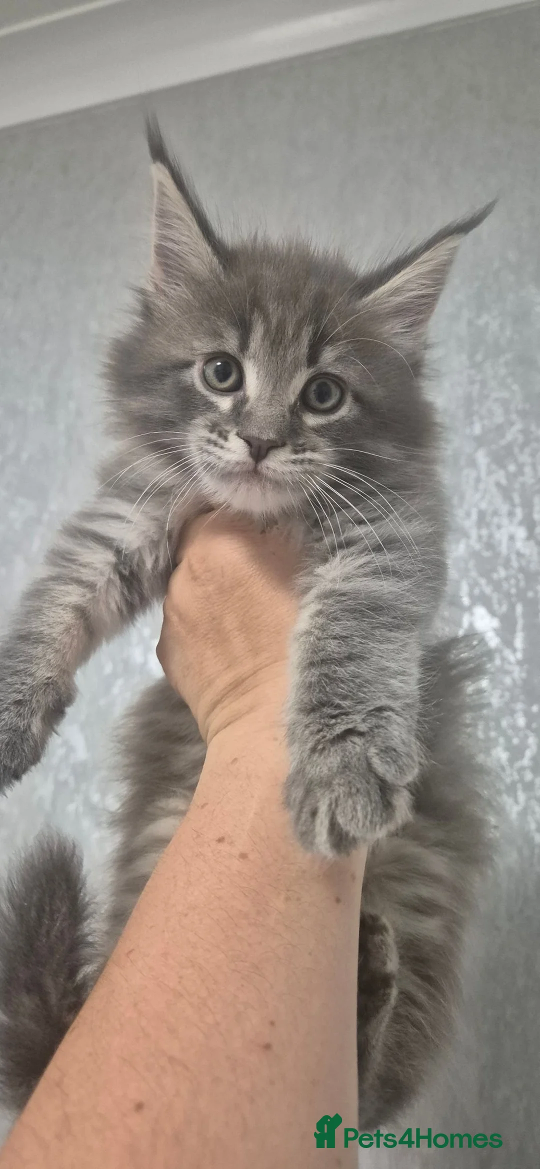 Maine Coon cats for sale: Maine Coon kittens Glasgow TICA REGISTERED  - Advert 1