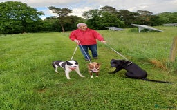 Mixed Breed dogs for adoption: SHEAMUS - a handsome boy for an experienced Owner - Image 3