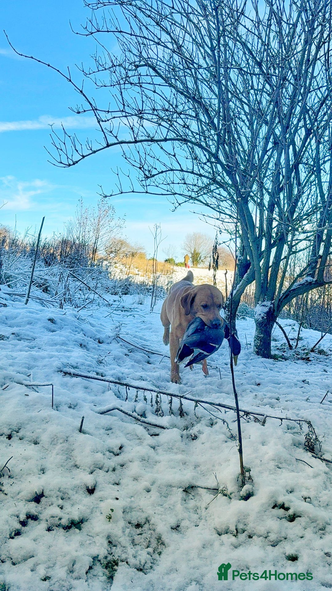 Labrador Retriever dogs for stud: KC reg fully health tested, gorgeous Lab for stud. - Advert 1
