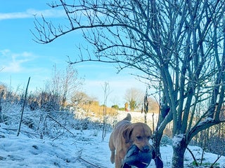 Labrador Retriever dogs KC reg fully health tested, gorgeous Lab for stud. - Advert 1