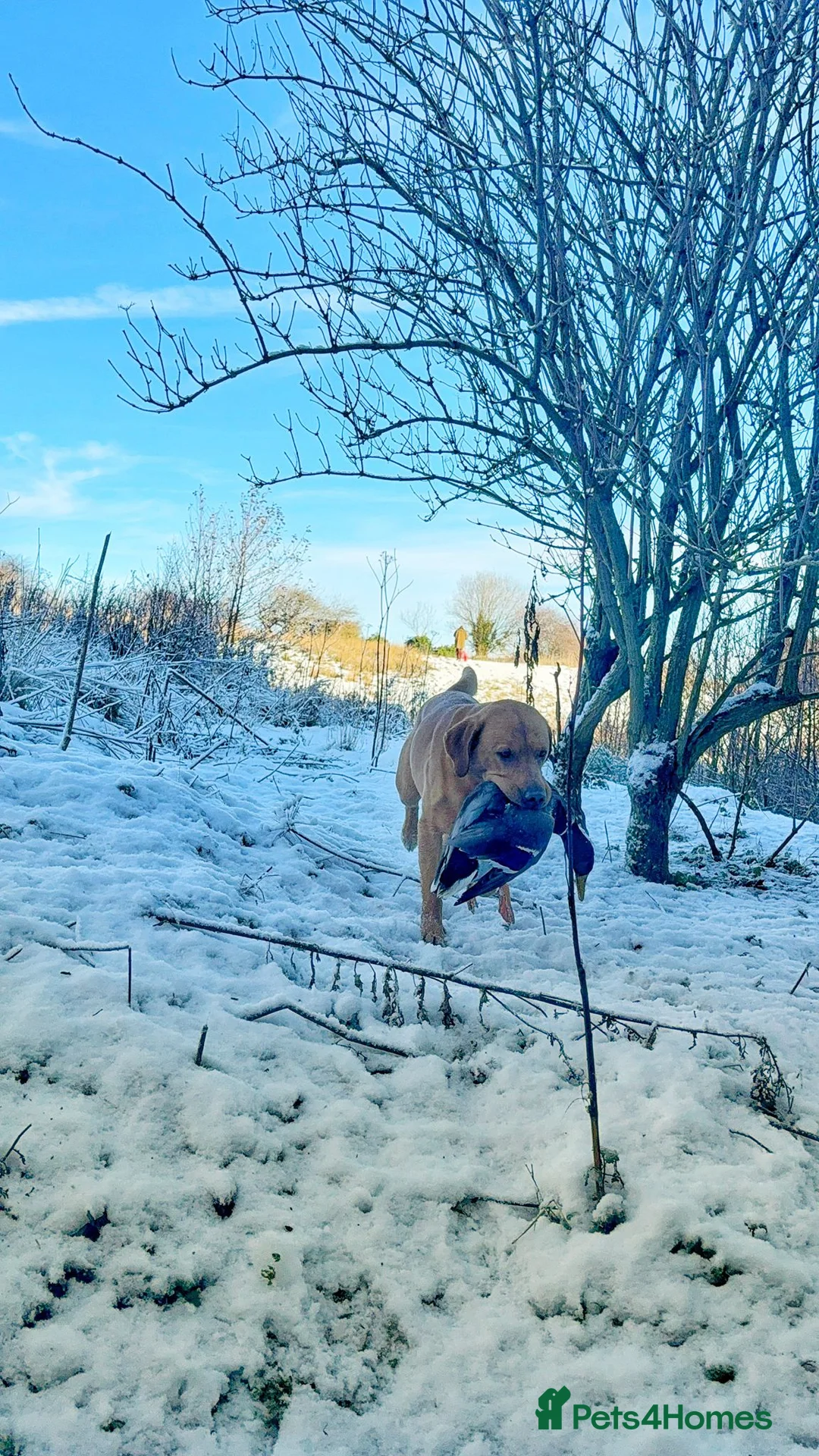 Labrador Retriever dogs for stud: KC reg fully health tested, gorgeous Lab for stud. - Advert 1