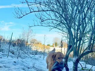 Labrador Retriever dogs KC reg fully health tested, gorgeous Lab for stud. - Advert 7