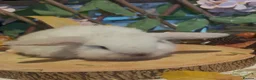 Mini Lop rabbits for sale: Pure bred mini lops - Advert 11