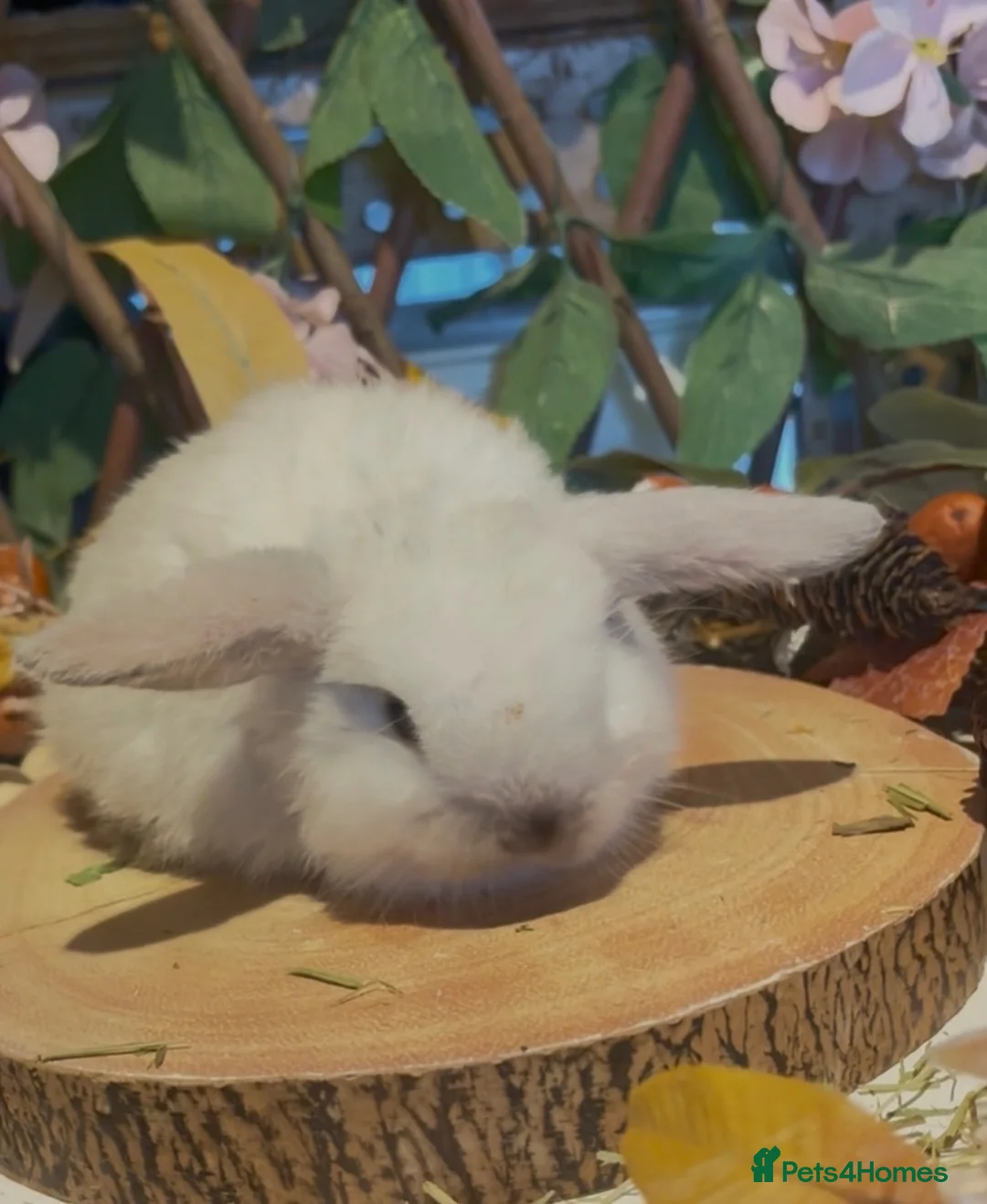 Mini Lop rabbits for sale: Pure bred mini lops - Advert 11