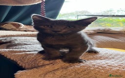 Oriental cats for sale: 5 STUNNING RAGAMESE KITTENS - Image 26