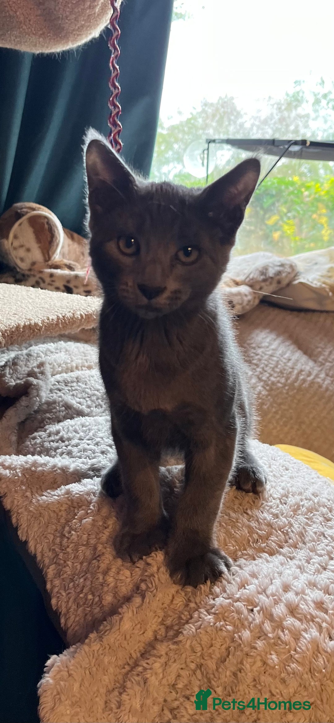 Oriental cats for sale: 5 STUNNING RAGAMESE KITTENS - Image 26