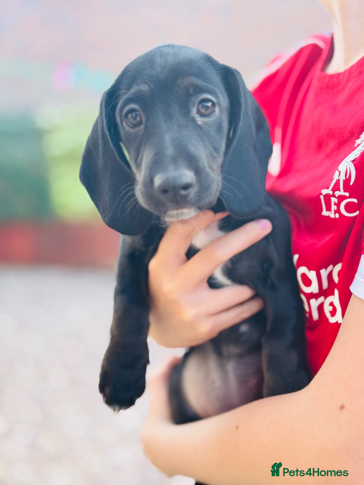 Mixed Breed dogs Ready to go 1 GORGEOUS FEMALE LEFT Docker puppies  - Advert 7