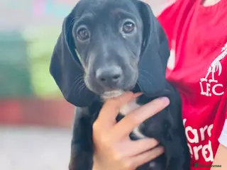 Mixed Breed dogs Ready to go 1 GORGEOUS FEMALE LEFT Docker puppies - Advert 7