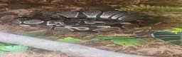 Python Snake reptiles for sale: Vpi axanthic het albino  in Ipswich - Advert 3