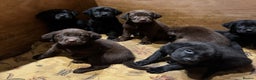 Labrador Retriever dogs for sale: Beautiful chunky labrador puppies - Advert 2