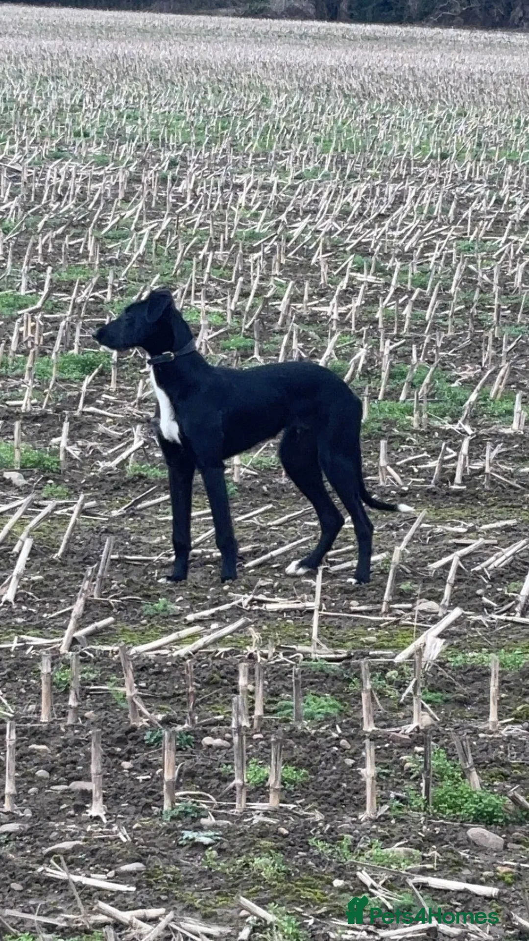 Mixed Breed dogs for sale: Borris in Wrexham - Advert 1