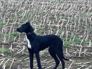 Mixed Breed dogs Borris - Advert 1