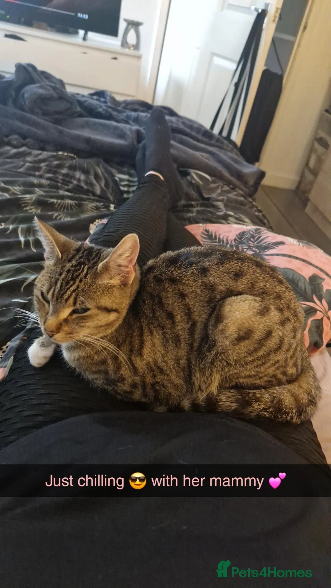 Mixed Breed cats for sale: Fawn  in Glasgow - Advert 1