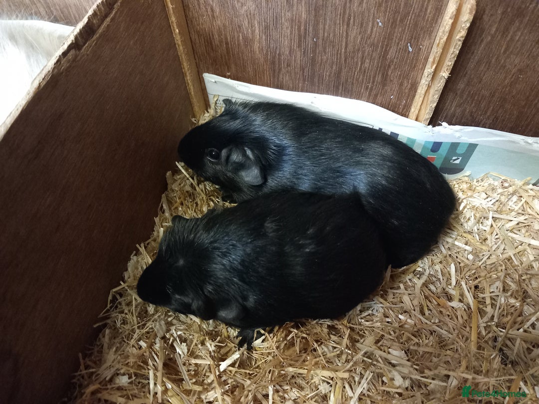 Guinea Pig rodents for sale: Baby guinea pigs  - Image 4