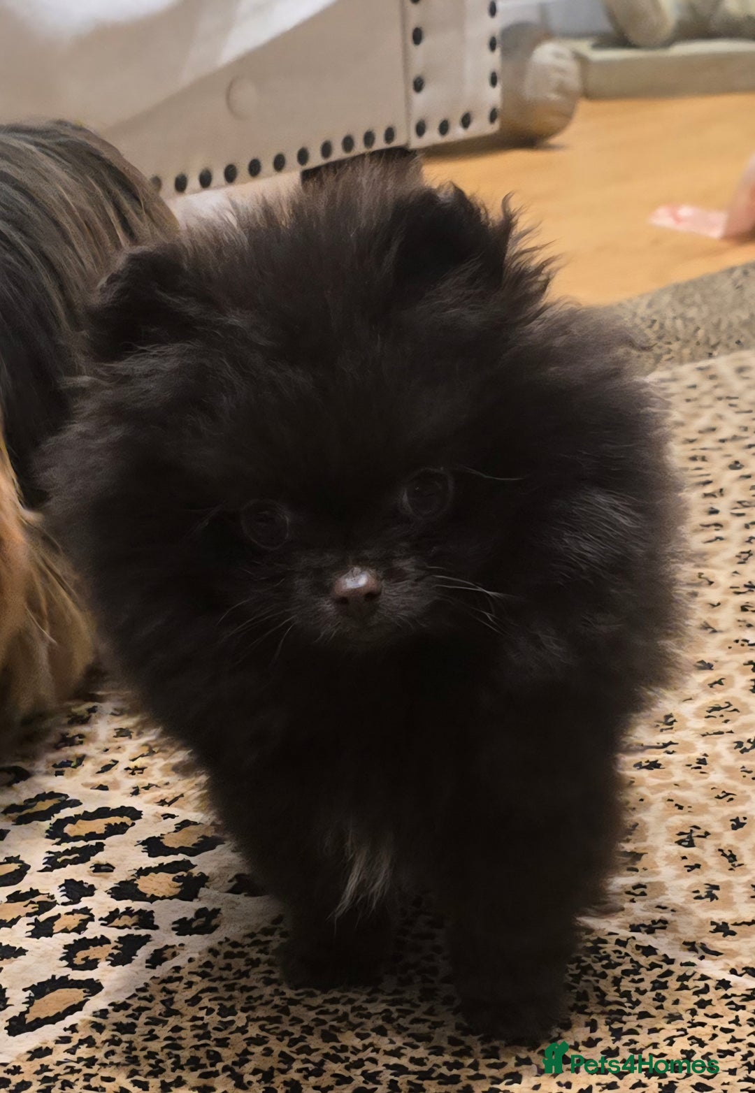 Pomeranian dogs for sale: Stunningly beautiful Pomeranian babies - Advert 2