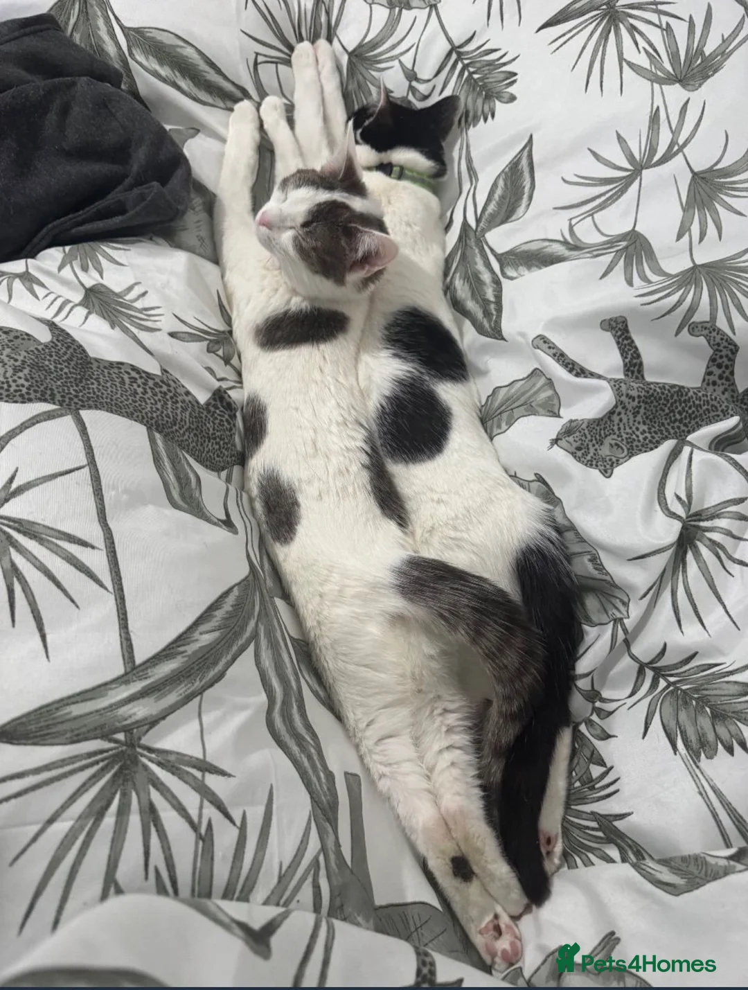 Domestic Shorthair cats for sale: bonded affectionate cats looking for new home  - Advert 2