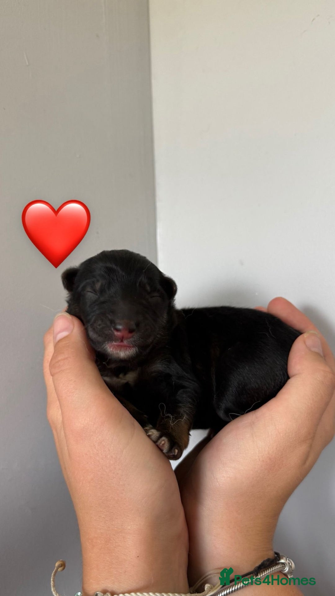 German Shepherd dogs for sale: Stunning German Shepherd/Utonagan Puppies  - Image 12