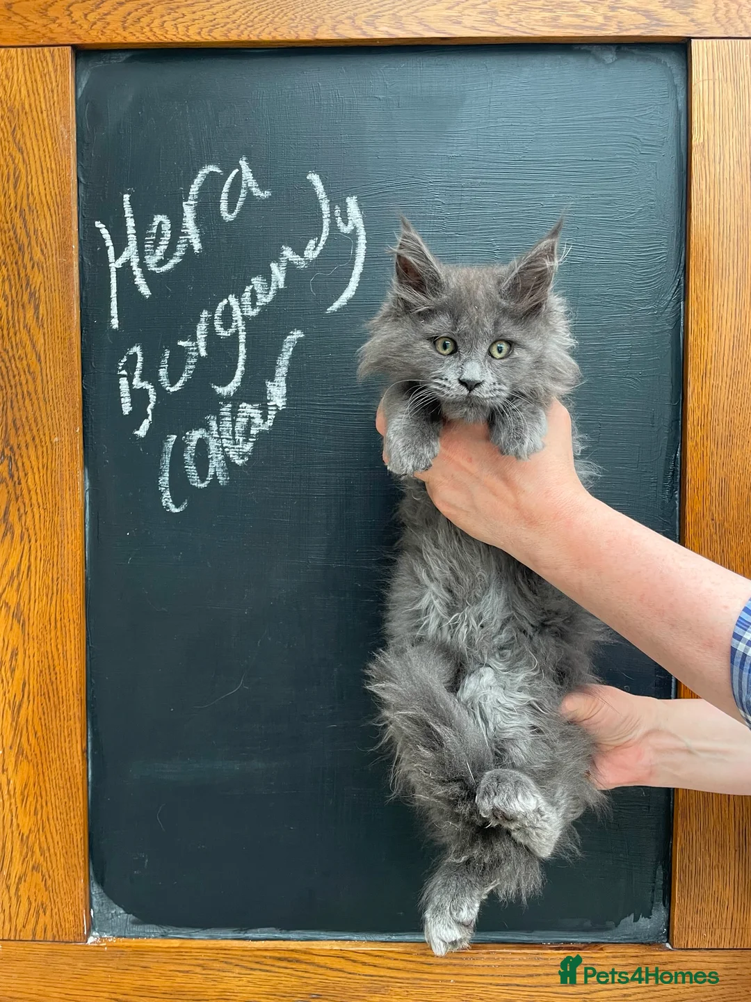 Maine Coon cats for sale: Outstanding Maine Coon Kittens - Advert 1