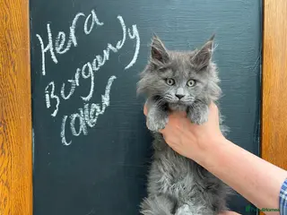 Maine Coon cats for sale: Outstanding Maine Coon Kittens - Advert 3