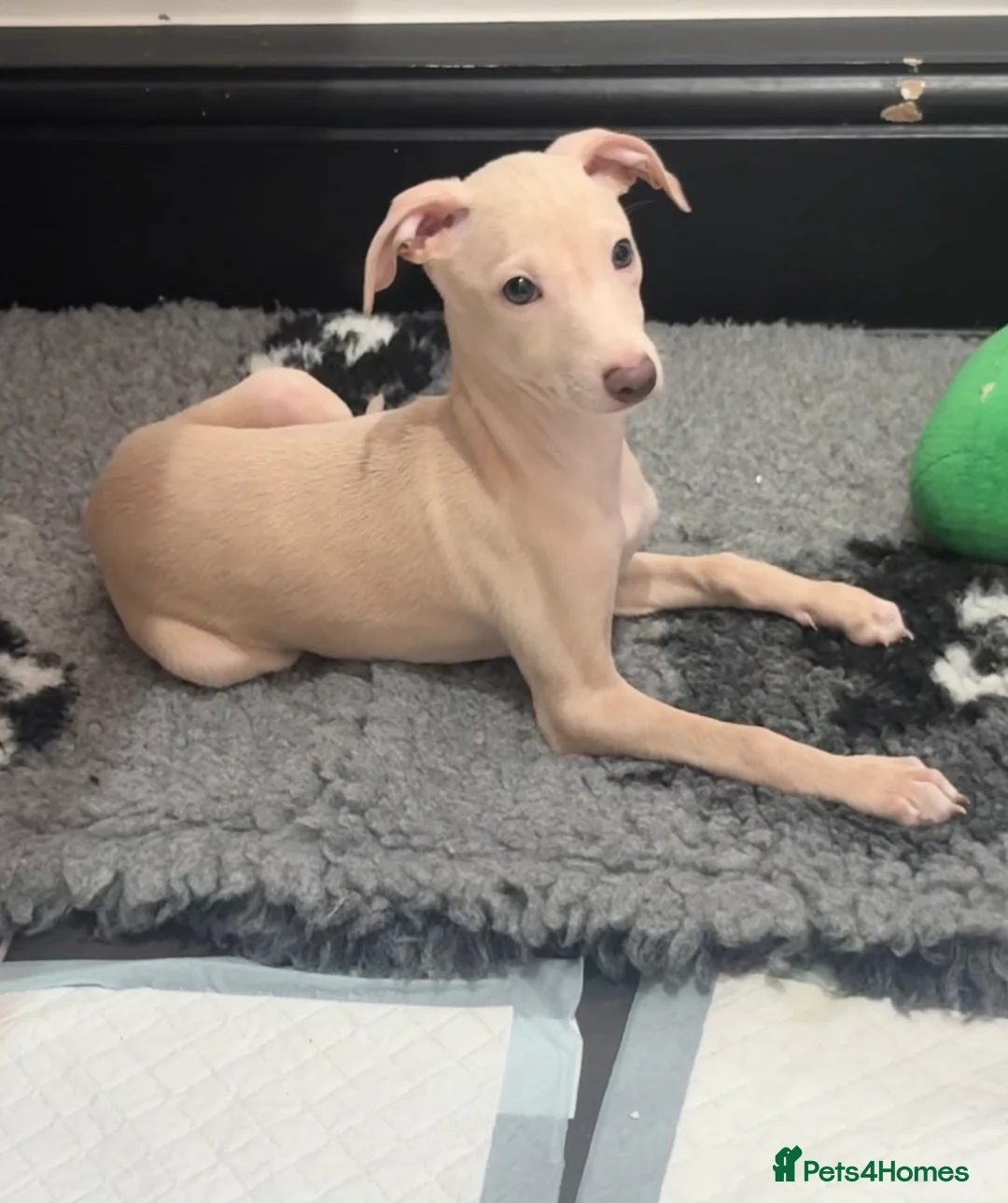 Italian Greyhound dogs for sale: Gorgeous KC Italian Greyhound Puppies - Advert 2