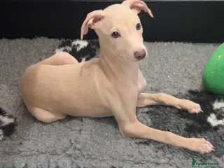 Italian Greyhound dogs Gorgeous KC Italian Greyhound Puppies - Advert 11