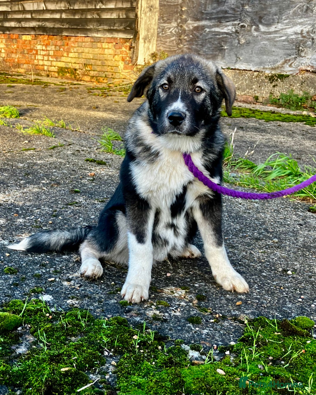 Mixed Breed dogs for sale: READY NOW! Pure Husky x Caucasian Shepherd - Advert 19