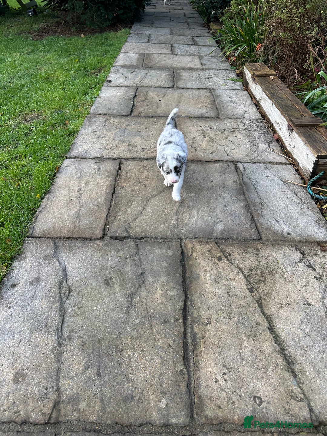 Border Collie dogs for sale: Beautiful litter of 8 border collies puppies - Advert 28