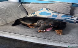 Mixed Breed dogs for sale: Timothy & Jeremy - Image 8