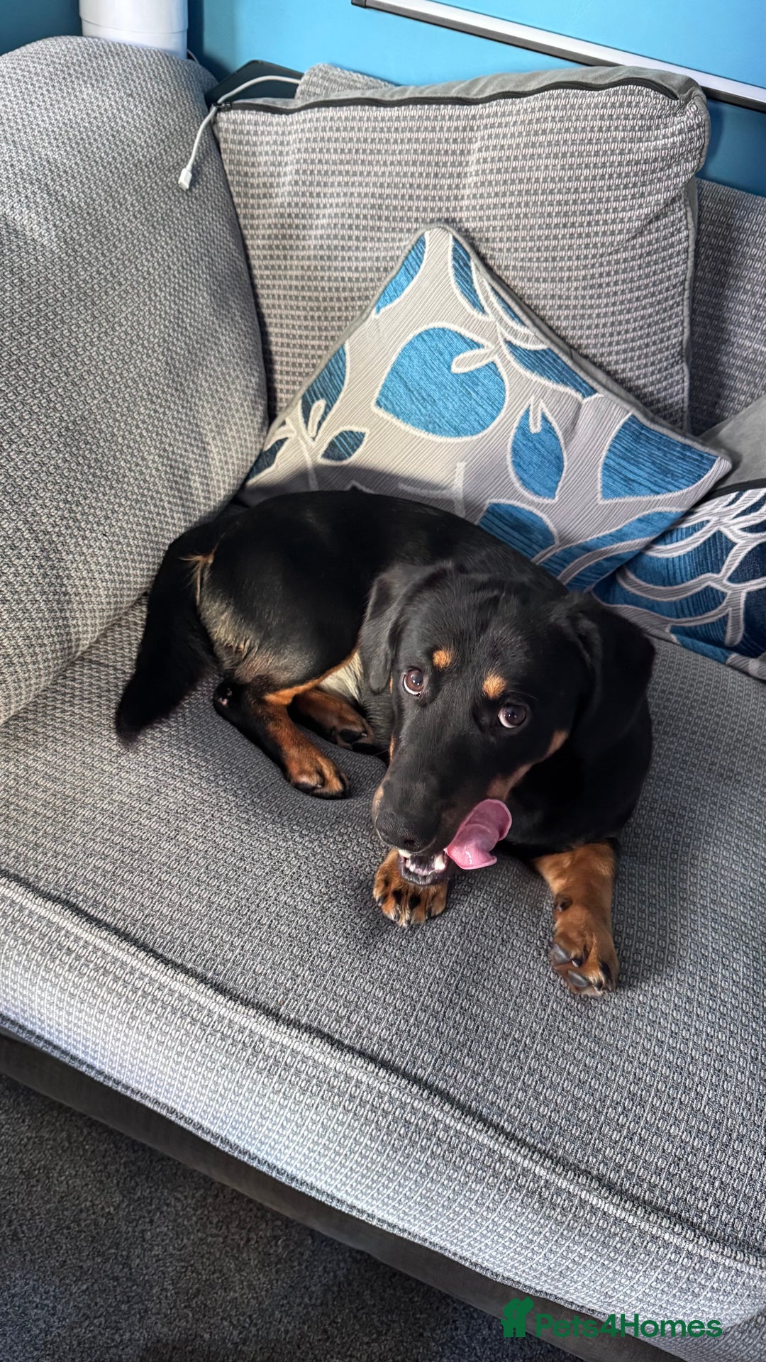Mixed Breed dogs for sale: Timothy & Jeremy - Image 8