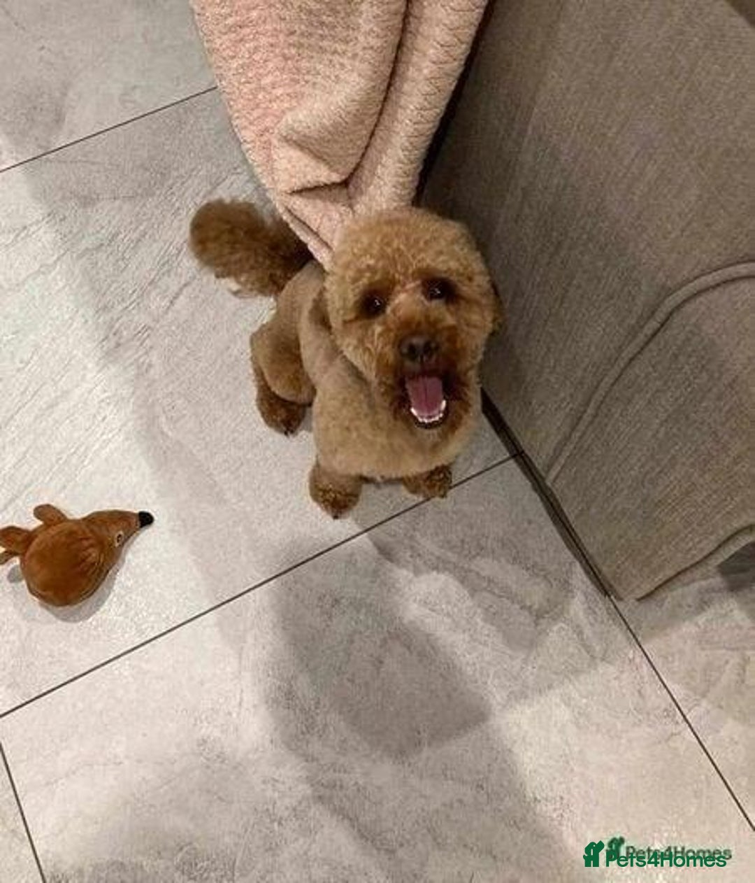 Cavapoo dogs for sale: Beautiful Cavapoo Puppies Available - Advert 5