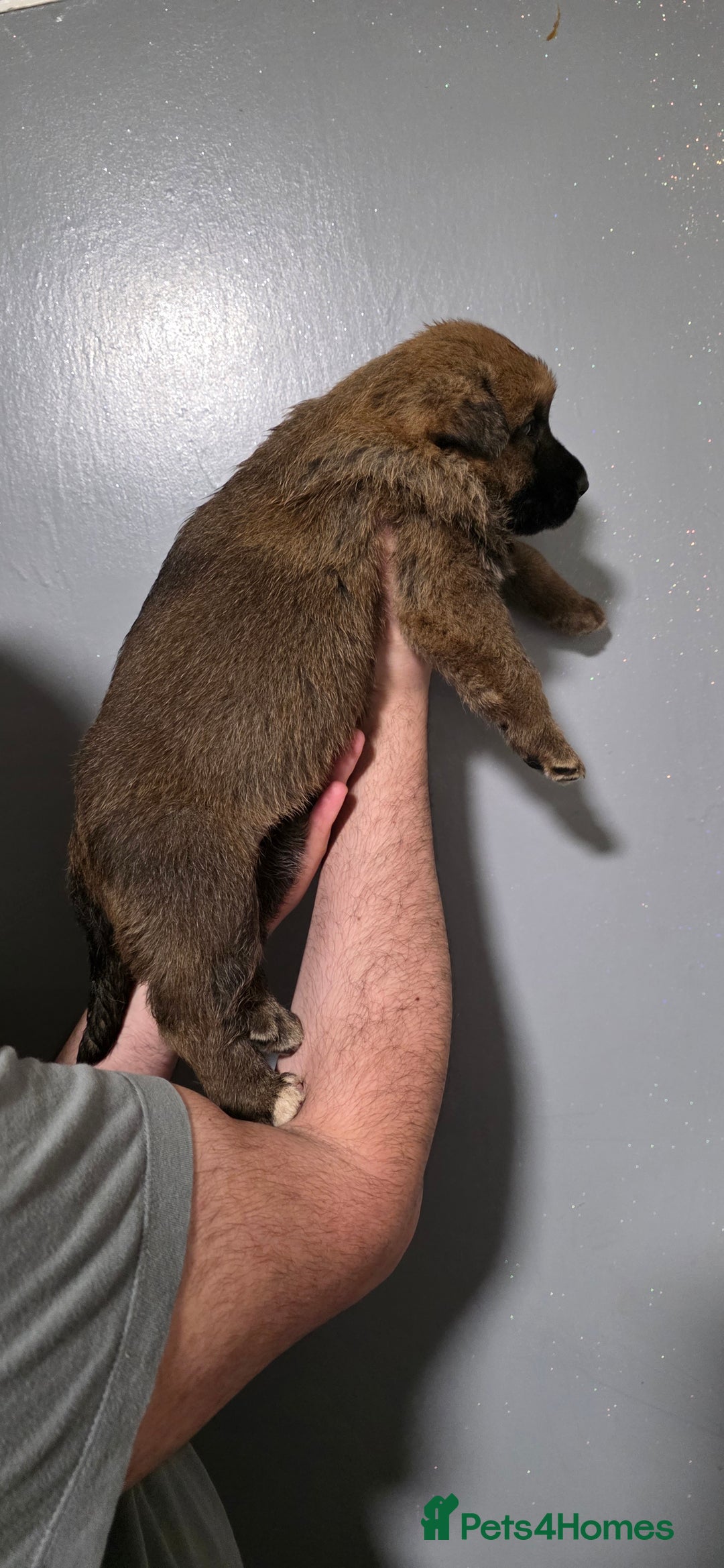 German Shepherd dogs for sale: German Shepherd puppies for sale - Advert 5