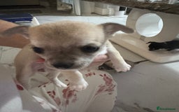 Chihuahua dogs for sale: For sale  - Image 4