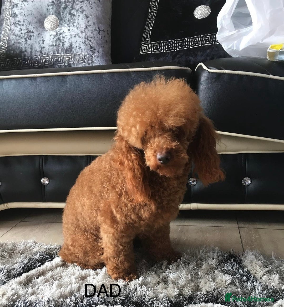 Cavapoo dogs for sale: Premium DNA Health Tested F1 Cavapoo Puppies - Advert 19