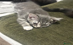 British Shorthair cats for sale: Charming British Shorthair-Siberian Mix kitten - Image 8