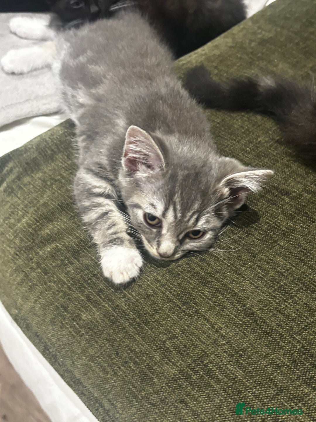 British Shorthair cats for sale: Charming British Shorthair-Siberian Mix kitten - Image 8