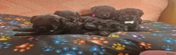 Giant Schnauzer dogs for sale: 2 male Giant schnauzer puppy's remaining  - Advert 24