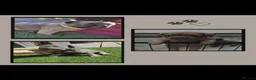 French Bulldog dogs for sale: NEW VIDEOS Gorgeous French Bull Dog Puppies - Advert 24
