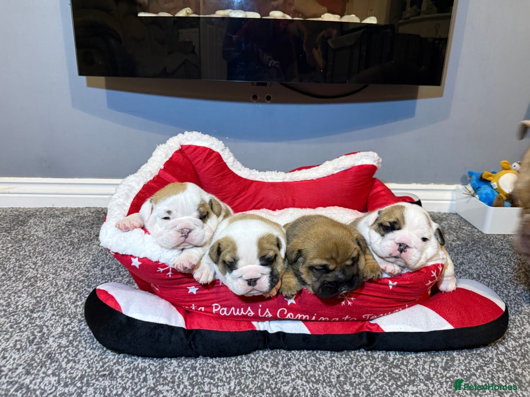 English Bulldog dogs for sale: Exceptional Show-Quality KC English Bulldog Boy - Advert 16