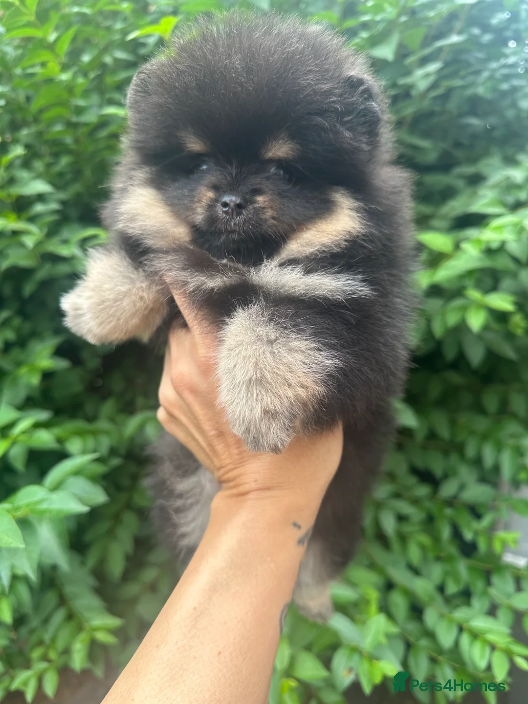 Pomeranian dogs for sale: 🏆KC show quality Pomeranian females🏆 - Advert 2