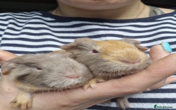 Guinea Pig rodents for sale: Two bond brothers / will ready end of oct  - Image 10