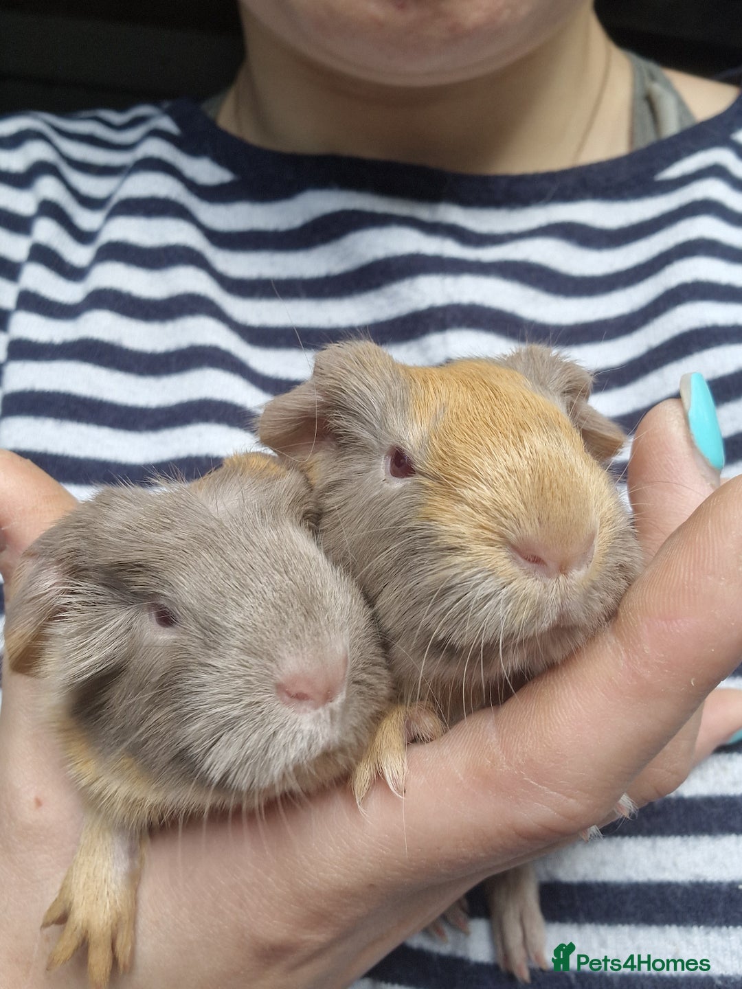 Guinea Pig rodents for sale: Two bond brothers / will ready end of oct  - Image 10