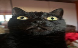 Mixed Breed cats for sale: Eli the black cat - Image 5